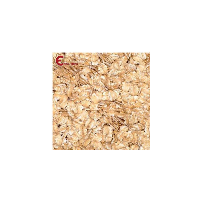 Malto Château Chit Barley Malto Château Chit Barley